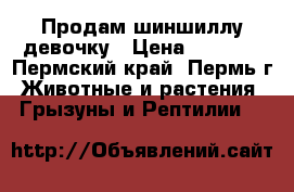 Продам шиншиллу девочку › Цена ­ 2 500 - Пермский край, Пермь г. Животные и растения » Грызуны и Рептилии   